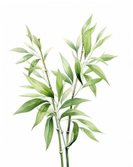 Fototapeta premium Watercolor bamboo clipart isolated on white background.