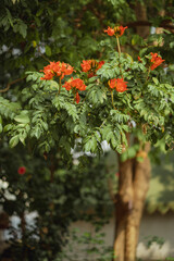 Close up of the African tulip tree reddish-orange flowers, buds and leaves
