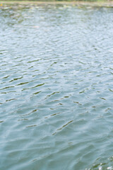 A close-up background of a natural green lake surface
