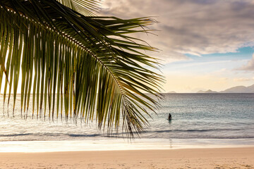 Sunset at Seychelles. Woman Silhouette on the tropical beach with palm, in the sea watching the ocean