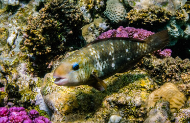 parrotfish with blue eyelids at the coral reef