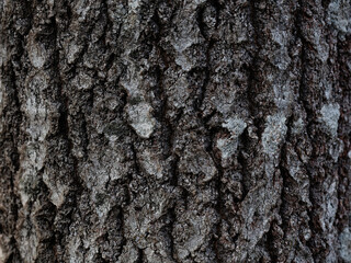Natural texture of tree bark. Tree trunk close-up. Natural wood background with bark patterns.