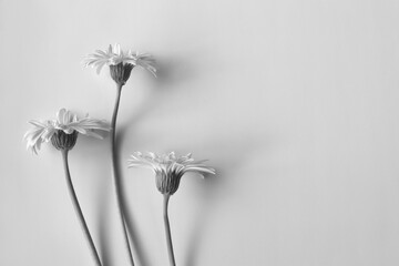 Gerbera Flower Black and White