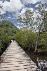 Back view. Tourists walking on a wooden bridge above mountain river , A hiker female walks along a tropical nature trail with a wooden boardwalk overlooking wetlands. Travel and exploration.