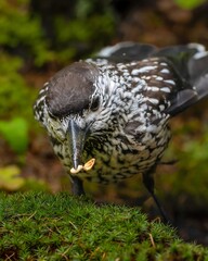 red tailed hawk eating