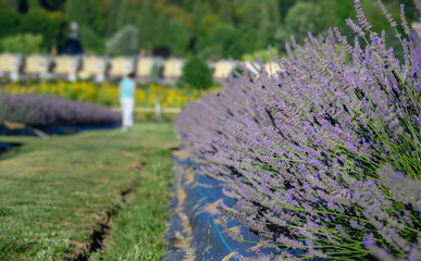 Obraz premium Unrecognizable woman walking in the blooming lavender field.