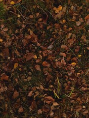 autumn leaves on the ground