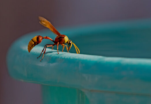 great potter wasp 