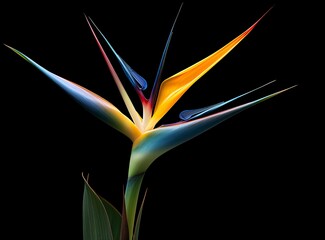 Bird of paradise flower isolated on black background.