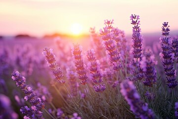 Close up lavender flowers in beautiful field at sunset. - obrazy, fototapety, plakaty