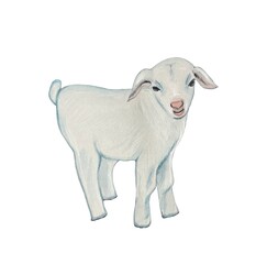 Watercolor cute farm baby goat Young domestic animal