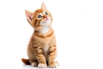 Playful funny kitten looking up isolated on a white background. - obrazy, fototapety, plakaty