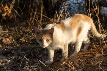 Naklejka na ściany i meble White with red spots cat catches mice in the park. Cute hunter in the sunshine. 