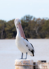 The Australian pelican (Pelecanus conspicillatus) is a large water bird widespread on inland and coastal waters of Australia.