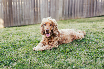 Happy Golden Cocker Spaniel Dog Playful Outside