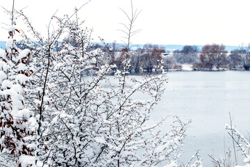 Snow-covered hawthorn bush in winter by the river