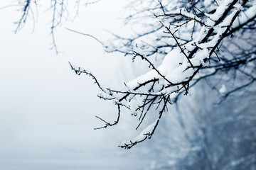 A tree branch covered with wet snow in the forest during a thaw in the fog