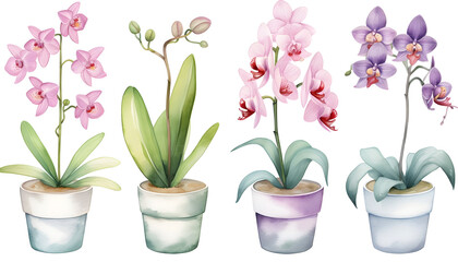 Collection of  watercolor flowers plant on white background.