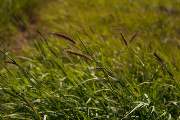 grass in the morning