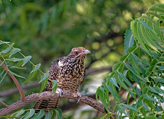 asian koel female on the branch