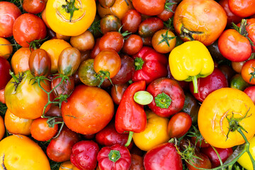 Fresh organic tomato and pepper mix. Delicious autumn tomato mix. Freshly harvested multi-colored tomatoes and pepper mix