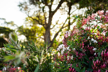 Bokeh garden backdrop with pink jasmine flowers