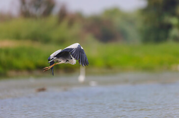 Wild life birds photography a bird in flight with a fish in its mouth, capturing the beauty and balance of the natural ecosystem in Danube Delta Romania