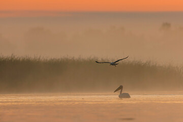 Wild life birds photography a majestic bird soaring above a pristine water ecosystem, showcasing the diversity of life in the biosphere in Danube Delta Romania