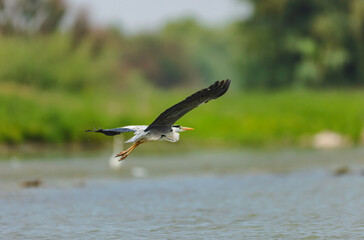 Wild life birds photography a bird soaring gracefully above a serene body of water, showcasing the beauty of nature's diverse ecosystem in Danube Delta Romania