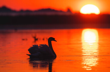 Fototapeta premium Wild life birds photography a graceful swan swimming in a golden sunset in Danube Delta Romania