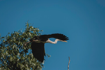 Wild life birds photography a majestic bird soaring through the clear blue sky, showcasing the beauty of nature and the diversity of our ecosystem in Danube Delta Romania