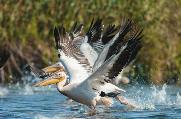 Wild life birds photography a flock of pelicans gracefully gliding over a serene body of water in...