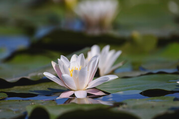 Wild life birds photography a serene white water lily floating gracefully on a vibrant green lily pad in Danube Delta Romania