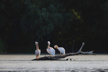 Wild life birds photography a group of pelicans perched on a log in a serene water ecosystem in...