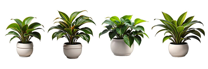 Collection of different houseplants showcased in ceramic pots with a transparent background. Generated by AI.