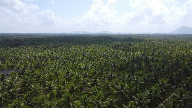 Aerial view of a very large coconut plantation area