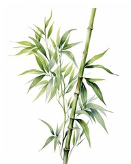 Obraz premium Watercolor bamboo clipart isolated on white background. AI Generated
