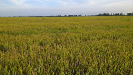 landscape of my hometown