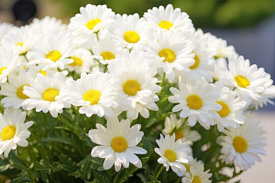 White daisy flowers. AI Generated