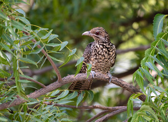 asian koel female