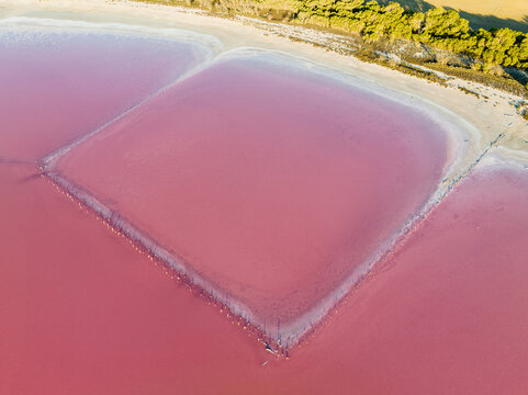 Aerial view of a fenced section of a pink salt lake adjacent the shoreline