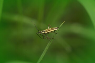 Closeup on the small yellow meadow plant bug, Leptopterna dolabrata sitting on a grass straw