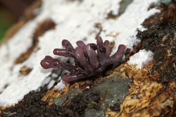 Closeup on a small purple jellydisc fungus, Ascocoryne sarcoides