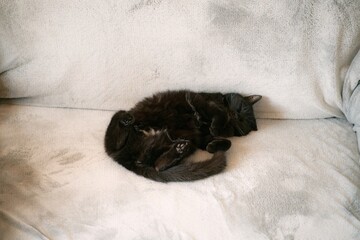 The lazy cat sleeps midday on a sofa. Cozy nap during the day. Cat on its back with a belly up.