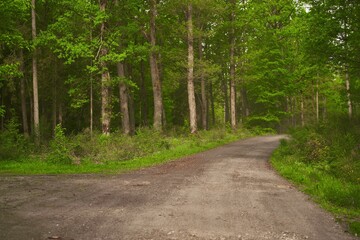 Wilderness trail through green trees in woods. The trail, a visible path through the woods, invites exploration and outdoor adventure. Surrounded by tall and majestic trees.