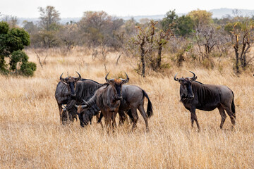 Small herd of wildebeast or gnoe's standing and grazing  in the grass at Kruger National Park,...