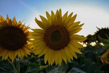 Sunflower on a blue sky