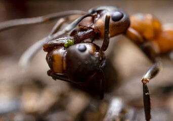 Ant carrying another ant to the graveyard. Red wood horse ant close up. Macrophotograph with selective focus.