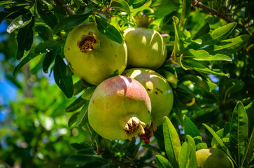 apples on tree © Pawel Filusz