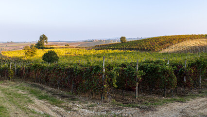 Fototapeta premium vigneti nelle colline piacentine
